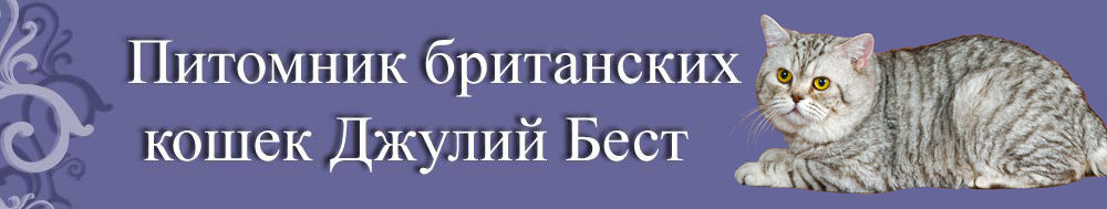 Британские кошки