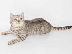 британский кот