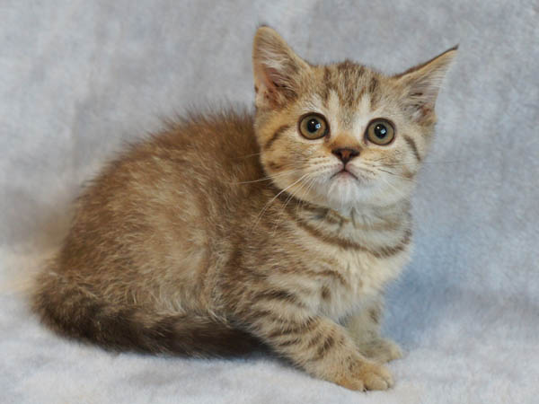 британский котенок - девочка