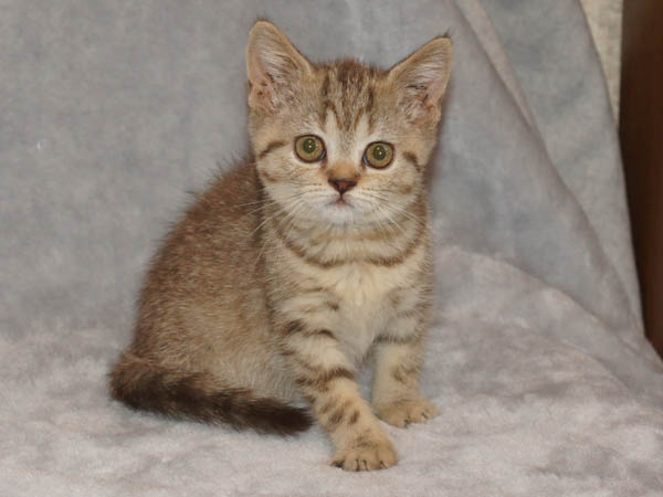 британский котенок - девочка