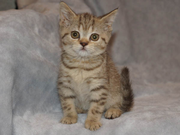 британский котенок - девочка