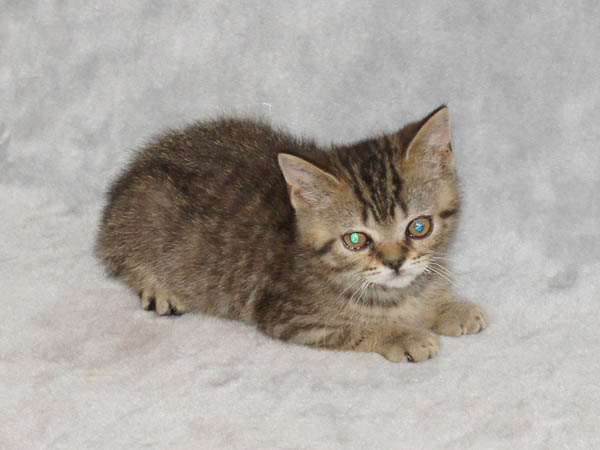 британский котенок - мальчик