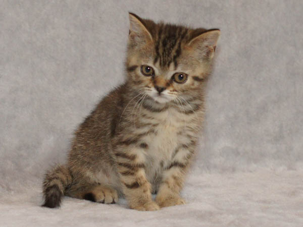 британский котенок - мальчик