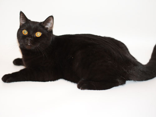 Британская кошка кличка Ириска