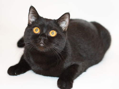 Британская короткошёрстная кошка