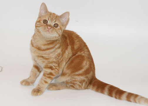 Шотландская кошка зовём Алиса