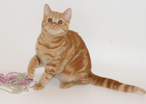 кошка окраса красный мрамор