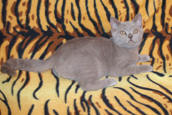 британский котенок мальчик