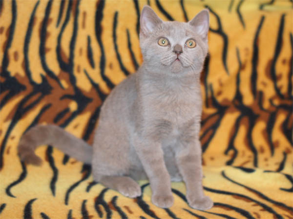 британский котенок мальчик