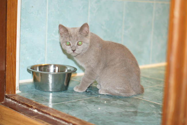 британские котята