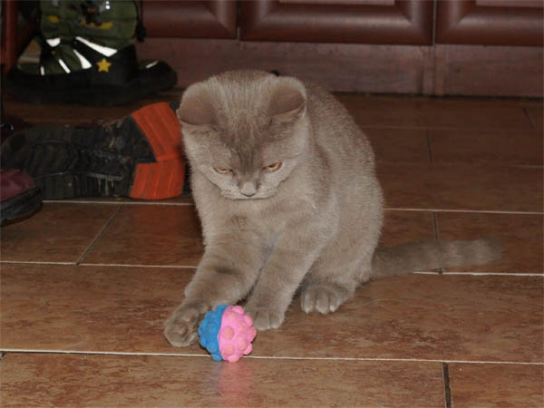 британский котенок 