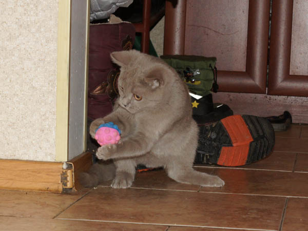 британский котенок 