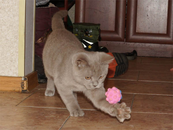 британский котенок 