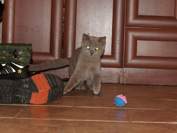 британский котенок 