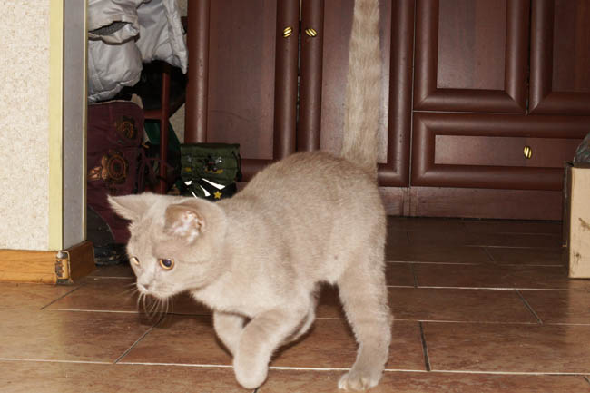 британский котенок 