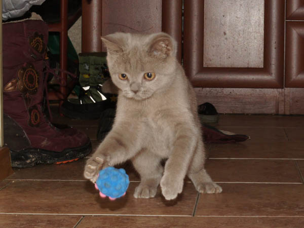 британский котенок 