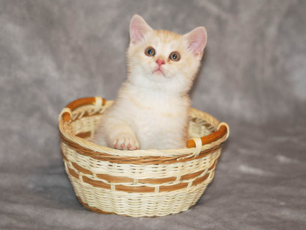 британский котенок мальчик