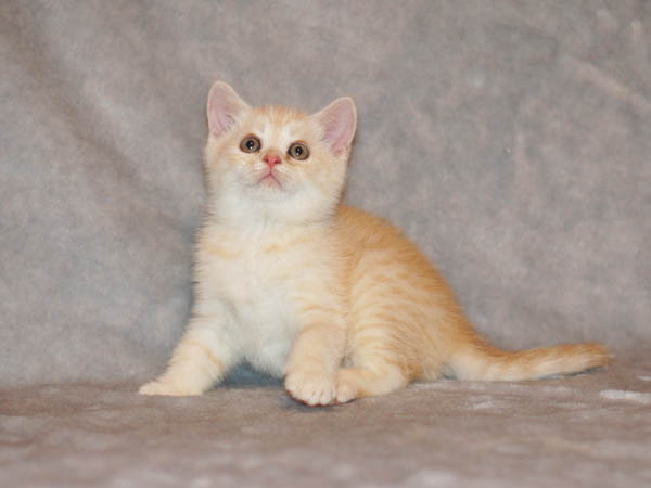 британский котенок 