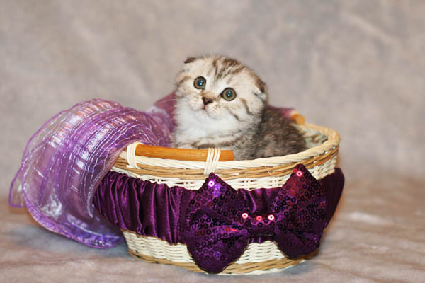 британская кошка