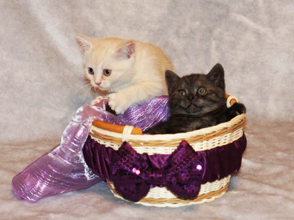 британский котенок 