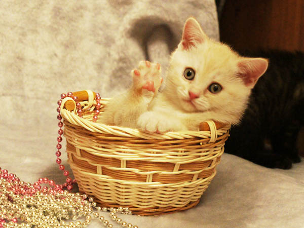 британский котенок мальчик