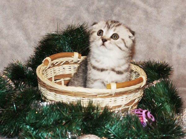 британская кошка