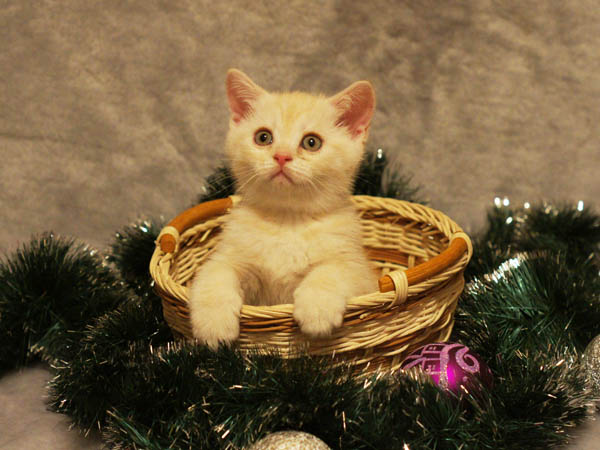 британский котенок 