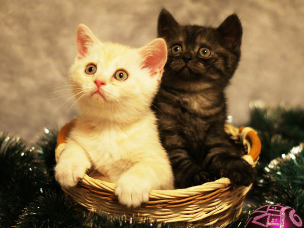 британский котенок 