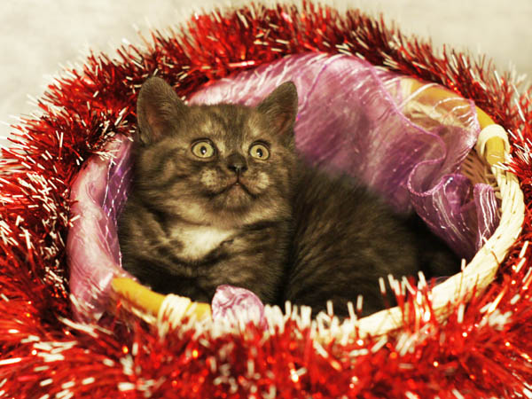 британский котенок 