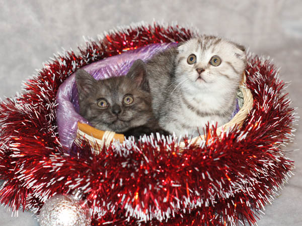 британская кошка и котенок