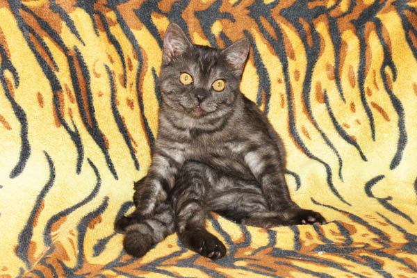 британские котята