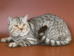 британский кот