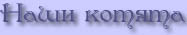 Британские котята, продажа котят, котята